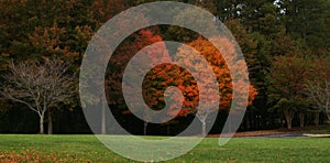 Panorama photo of trees in Autumn