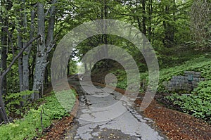 Panorama of picturesque forest