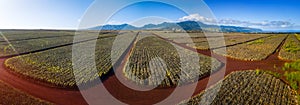 Panorama of the pinapple plantation