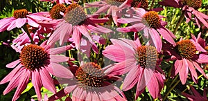 Panorama of pink echinacea flowers