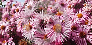 Panorama of pink flowers Symphyotrichum.