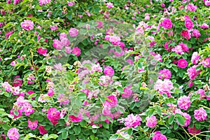 Panorama of pink roses blossoming in ornamental garden