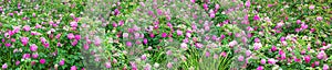 Panorama of pink roses blossoming in ornamental garden