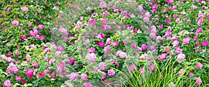 Panorama of pink roses blossoming in ornamental garden