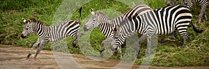 Panorama of plains zebra jumping into river