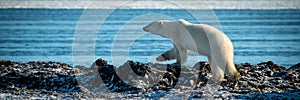 Panorama of polar bear walking along shoreline