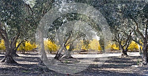 Panorama Pomegranate orchard in fall and an olive grove