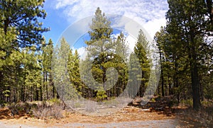 Panorama, ponderosa pines