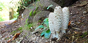 Panorama of porcini mushrooms coprinus comatus