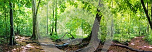 Panorama of rainforest