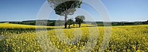 Panorama Rapeseed
