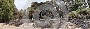 Panorama recent bushfire along estuary. photo