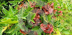Panorama of red Aser seeds growing on a tree