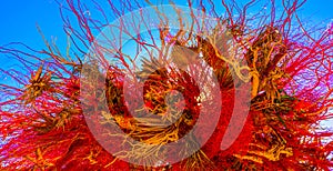 Panorama of Red Dried Flower Texture Garden Abstract