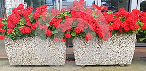 Panorama of red pelargonium flowers.