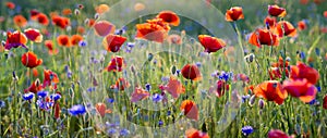 Panorama of red poppies