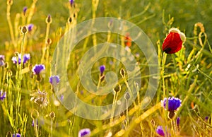 Panorama of red poppies,sunset over the May meadow