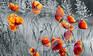 Panorama of red poppies,sunset over the May meadow