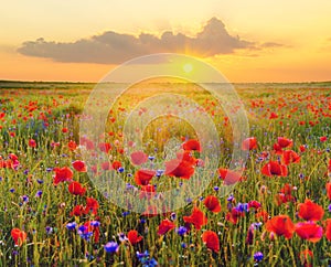 Panorama of red poppies,sunset over the May meadow