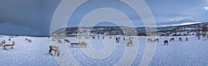 Panorama of reindeers in a winter landscape