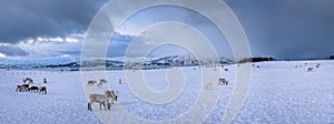 Panorama of reindeers in a winter landscape