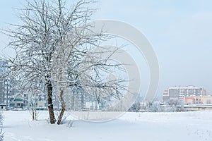 Panorama of residential area of the city on a sunny winter day with hoarfrost trees