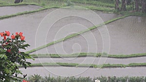 Panorama of rice fields during tropical rain