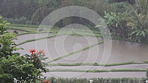 Panorama of rice fields during tropical rain