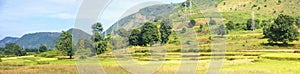 Panorama of rice paddies photo