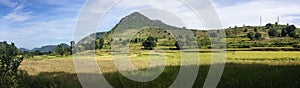 Panorama of rice paddies photo