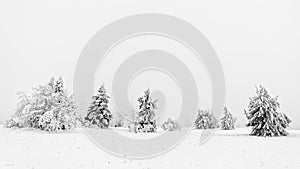 Panorama of richly snow-covered trees and field in highlands of Rhoen, Germany, by high fog