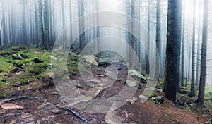 Panorama of rocky path through old foggy forest