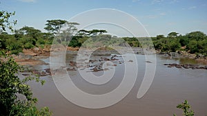 Panorama rookery herd of wild hippos in the African Mara river with brown water