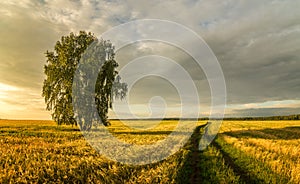 Panorama of a rural field with wheat, a lonely birch and a dirt road at sunset, Russia