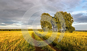 Panorama of a rural field with wheat, a lonely birch and a dirt road at sunset, Russia