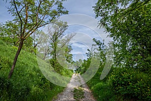 Panorama of a rural landscape with a dirtpath old country road surrounded by green grass and trees in titel, in rural serbia,