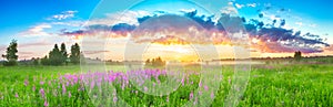 Panorama rural landscape with sunrise  and  blossoming meadow