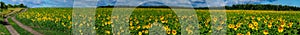 Panorama with a rural road that runs along the edge of a sunflower field