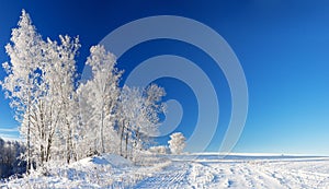 Panorama rural winter landscape a with blue sky, a field and for