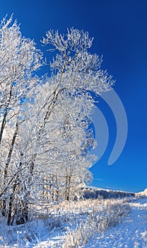 Panorama rural winter landscape a with blue sky and forest