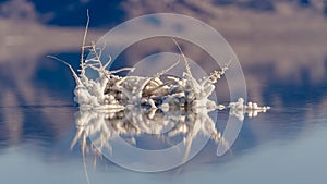 Panorama Salt crystals formed around twigs in saline water