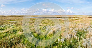 Panorama of salt marshes with stream, sand couch and marram grass and sea lavender in nature reserve Boschplaat on island photo