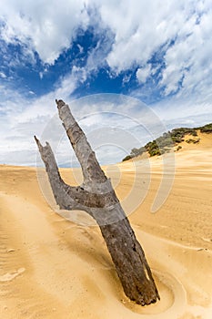 Panorama of Sand Dune with Dead Tree at Carlo Sand Blow and Rainbow Beach, Queensland, Australia