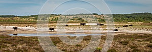 Panorama of sand dunes in dutch village of Schoorl with grazing cattle