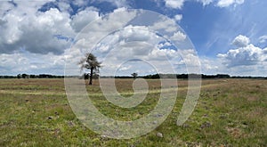 Panorama from the scenery of National Park Drents-Friese Wold