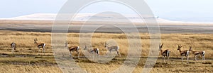 Panorama scenic African plains
