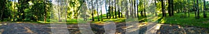 Panorama of a scenic forest of fresh green deciduous trees with the sun casting its rays of light through the foliage