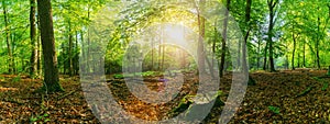 Panorama of a scenic forest of fresh green deciduous trees with the sun casting its rays of light through the foliage