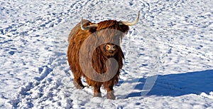 panorama scottish highland cow in a winter landscape