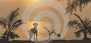 Panorama Sea sunset. Silhouette of a dog on the background of a sea sunset
